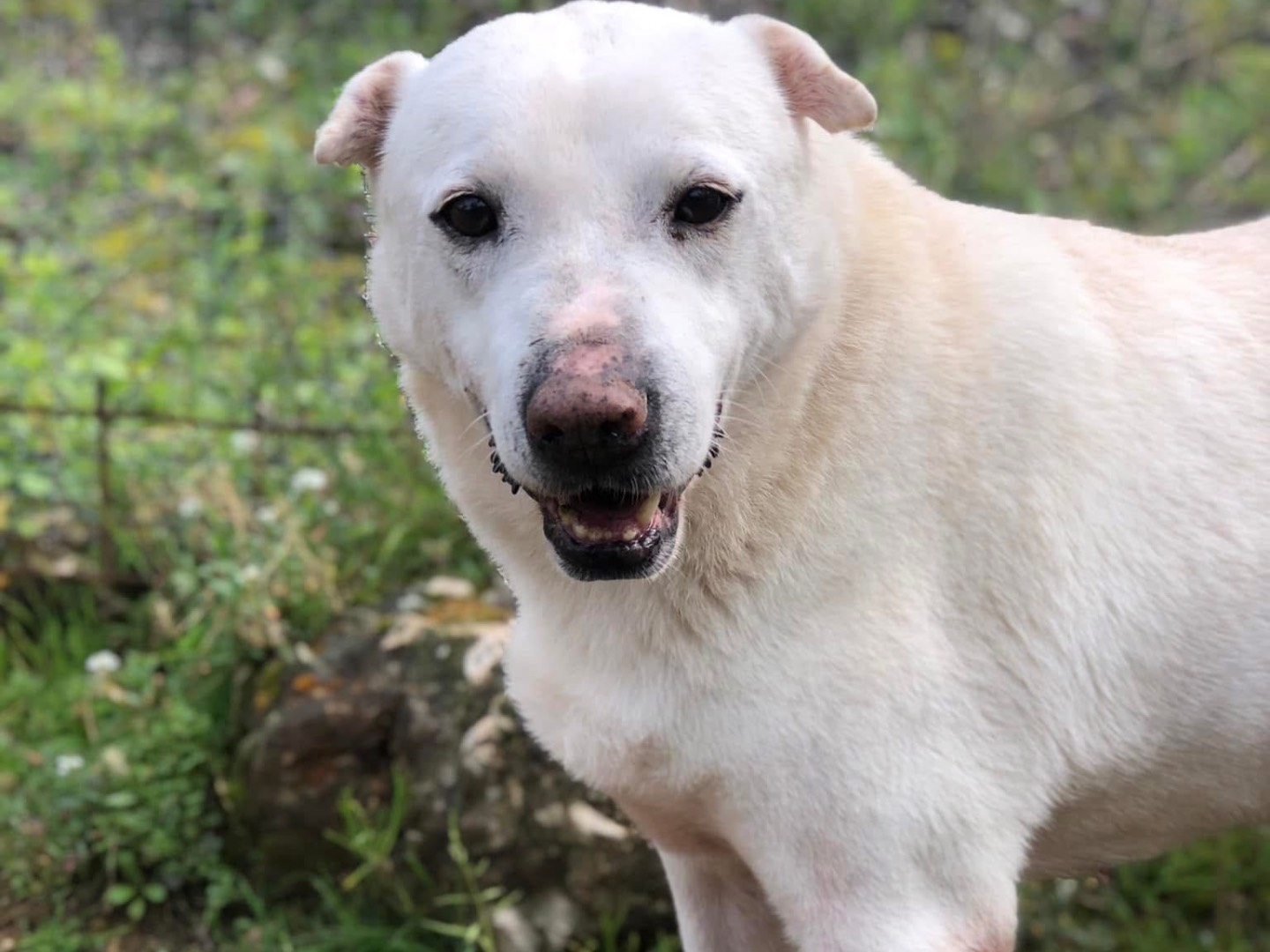 Adotta un cane, taglia media, femmina, Latina