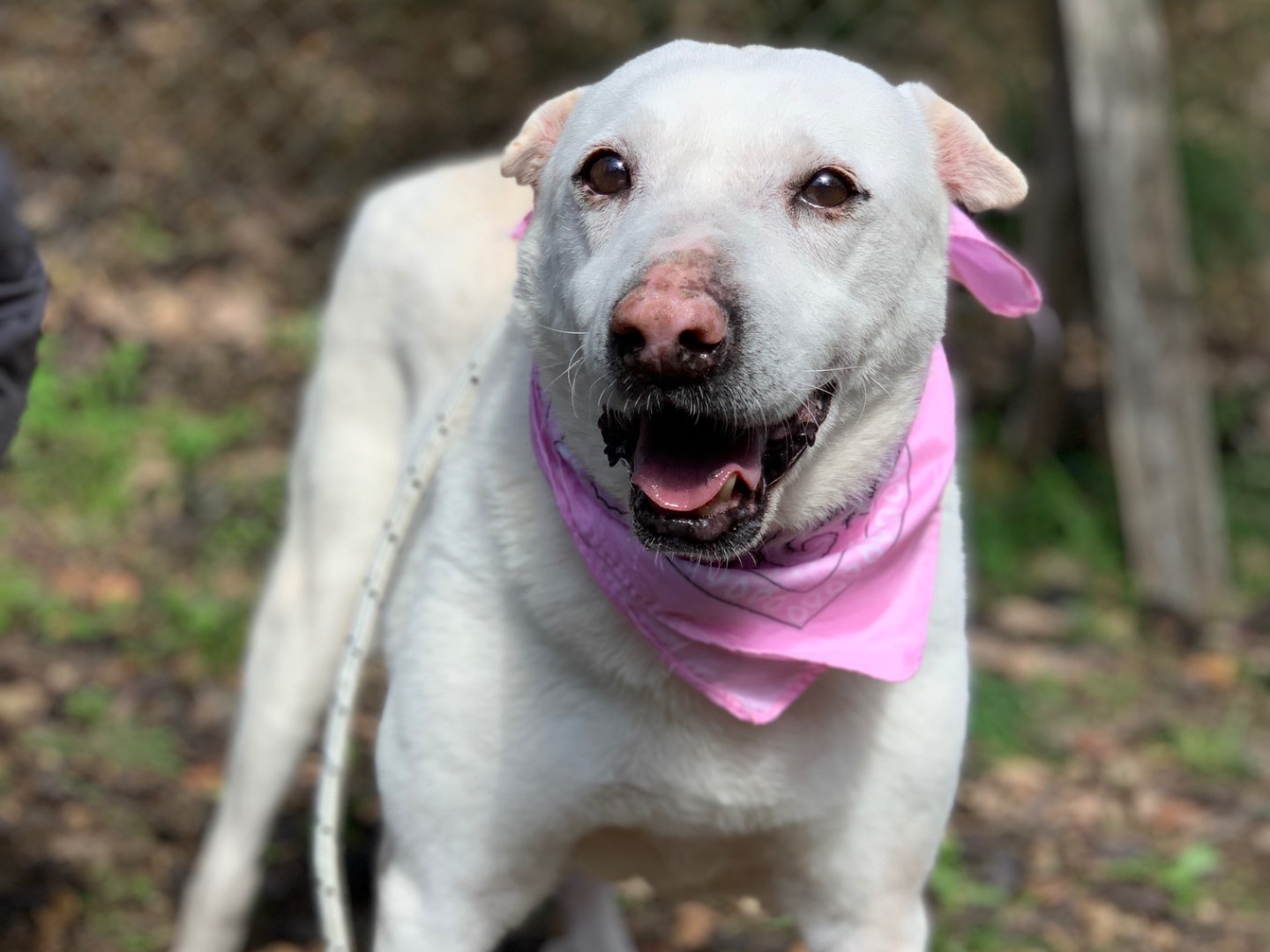 Adotta il cane Pablita a Latina