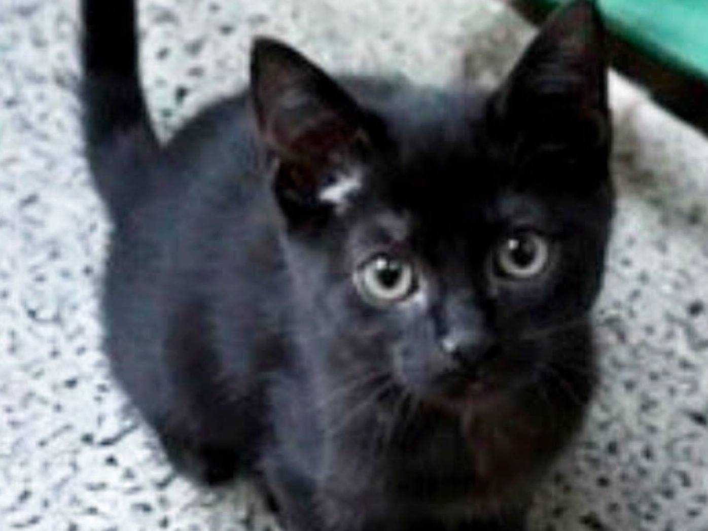 Adozione gatto, femmina, Razza sconosciuta Razza sconosciuta, 3 mesi, taglia non valida, Campobasso