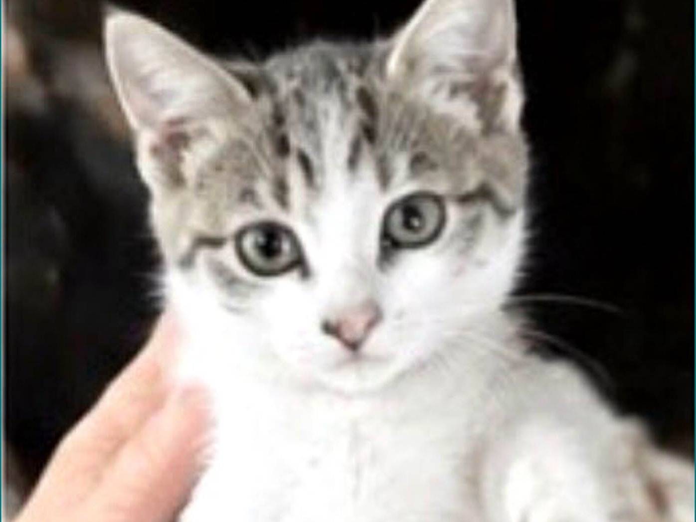 Adozione gatto, maschio, Razza sconosciuta Razza sconosciuta, 2 mesi, taglia non valida, Campobasso