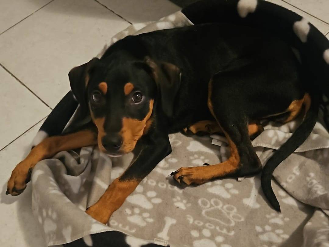 Adozione cane, maschio, Segugio Razza sconosciuta, 3 mesi, taglia media, Avellino