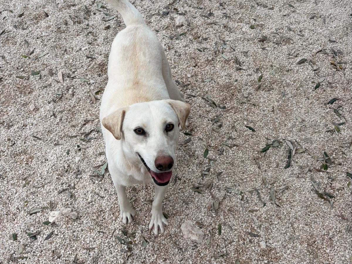 Adozione cane, femmina, Razza sconosciuta Razza sconosciuta, 2 anni e 1 mese, taglia media contenuta, Taranto