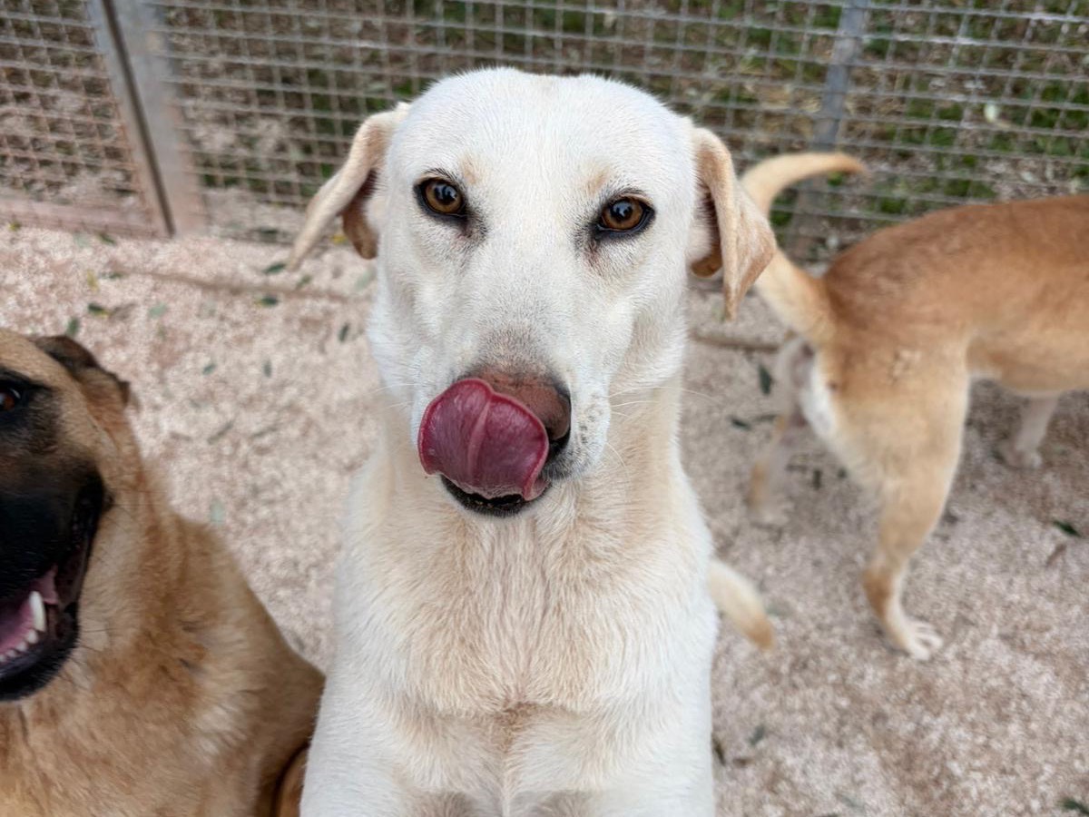 Adotta un cane, femmina, 2 anni e 1 mese, Taranto