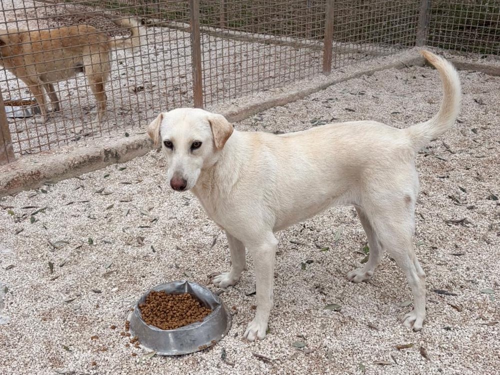 Adotta un cane, taglia media contenuta, femmina, Taranto