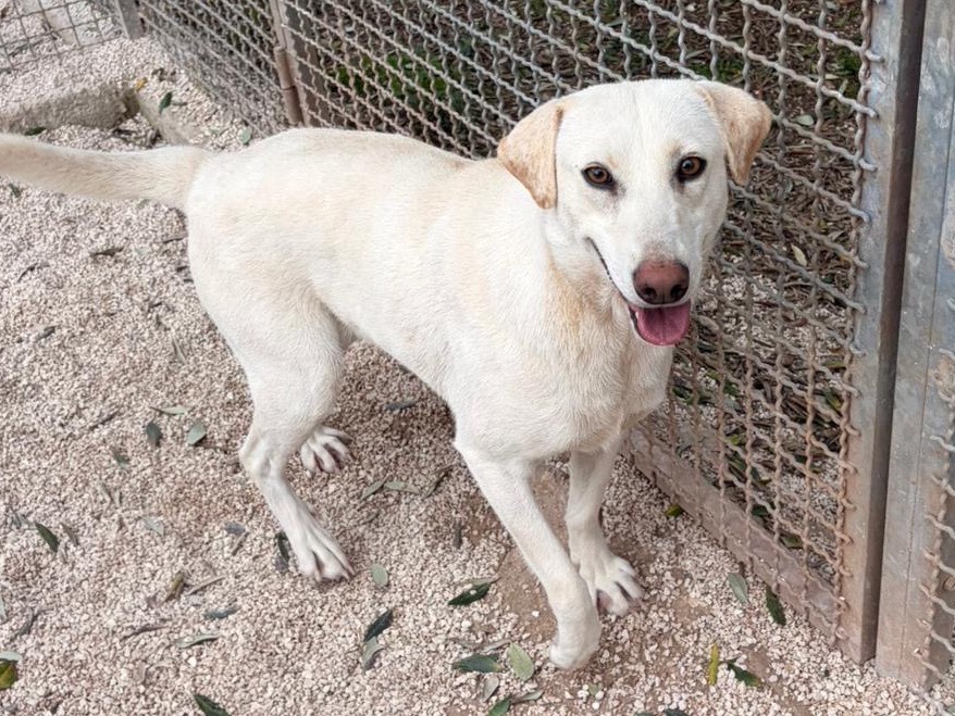 Vuoi adottare un cane a Taranto?