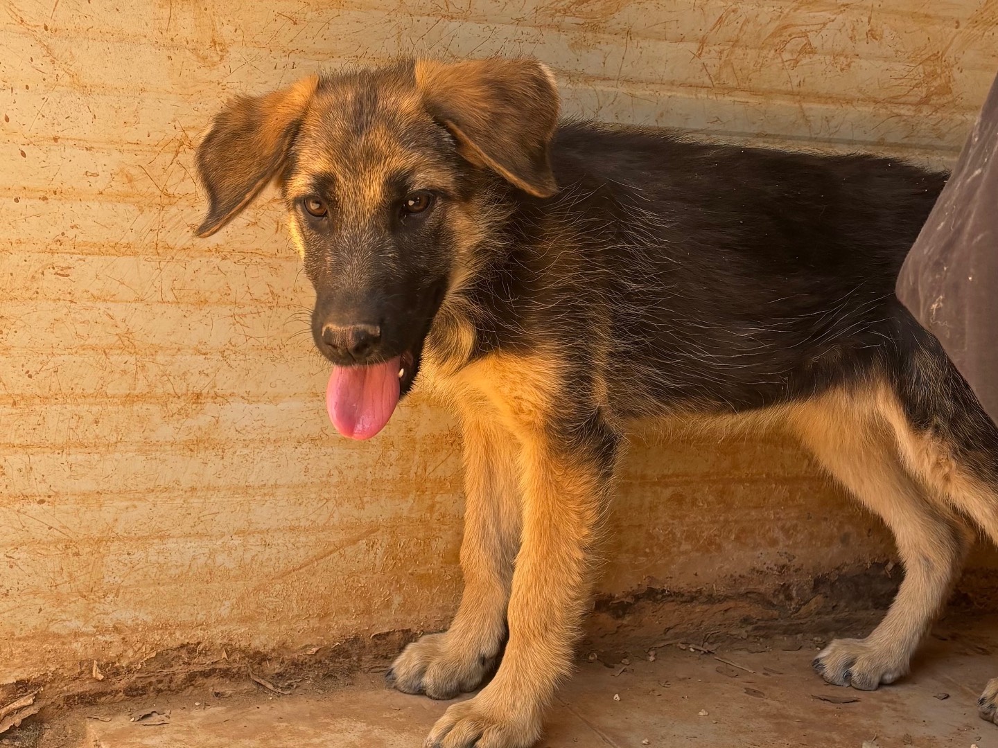 Adotta un cane, femmina, 4 mesi, Taranto