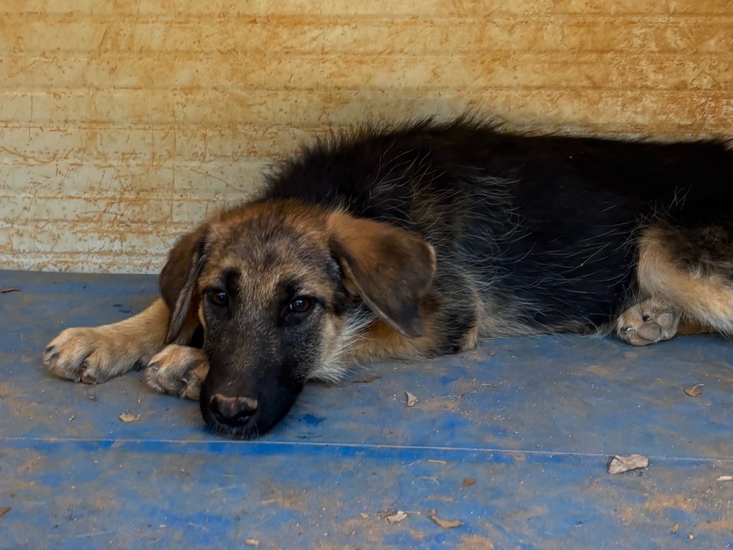 Adozione cane, femmina, Razza sconosciuta Razza sconosciuta, 4 mesi, taglia media, Taranto