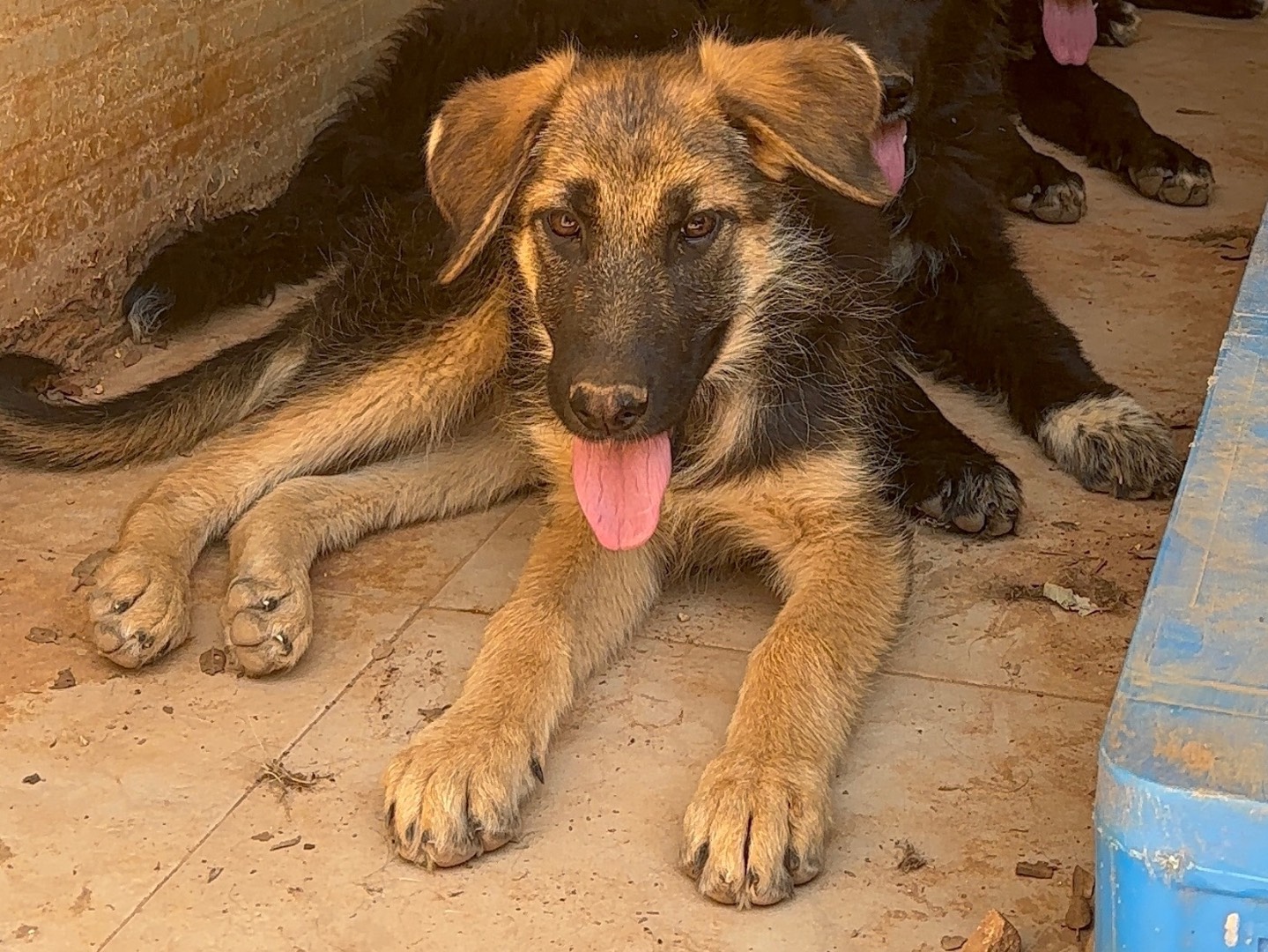 Adotta un cane, taglia media, femmina, Taranto