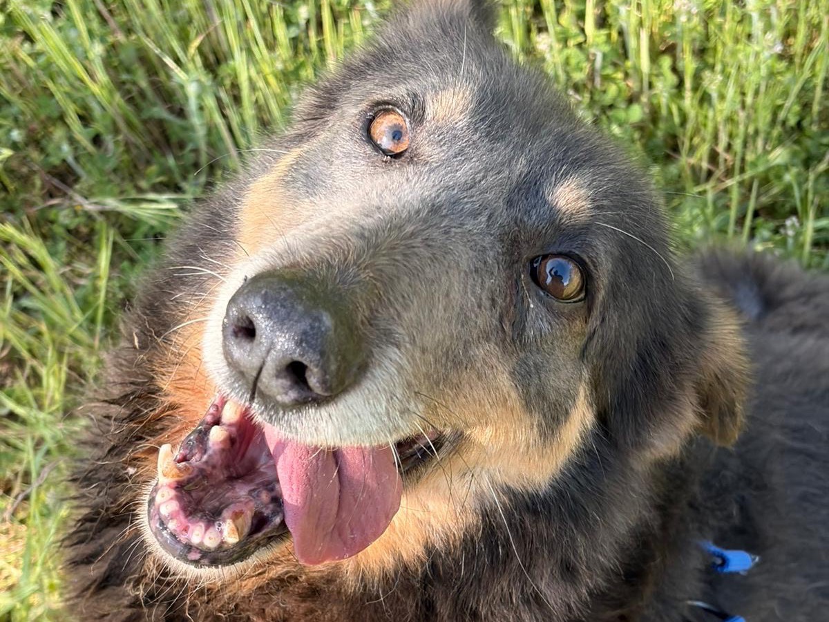 Adotta un cane, femmina, 3 anni e 5 mesi, Taranto