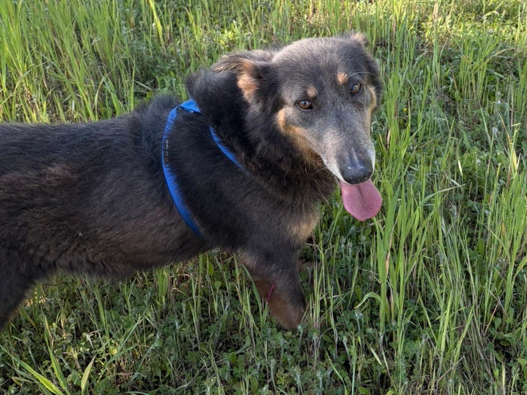 Adotta un cane, taglia media, femmina, Taranto