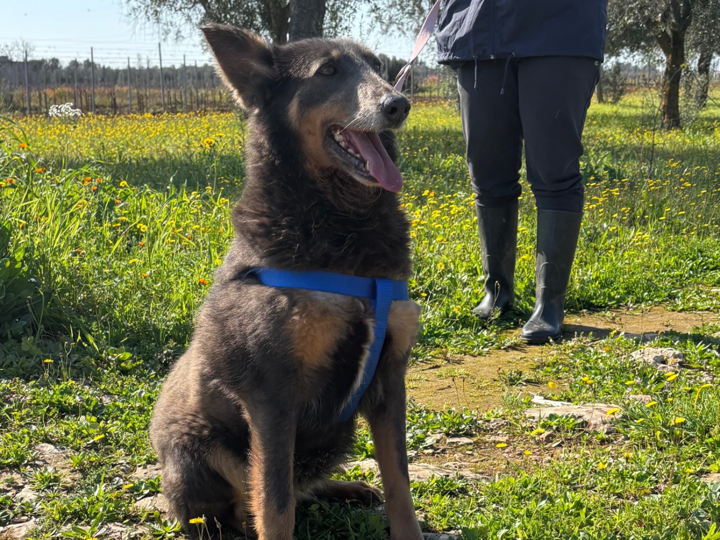Adotta il cane Brenda a Taranto