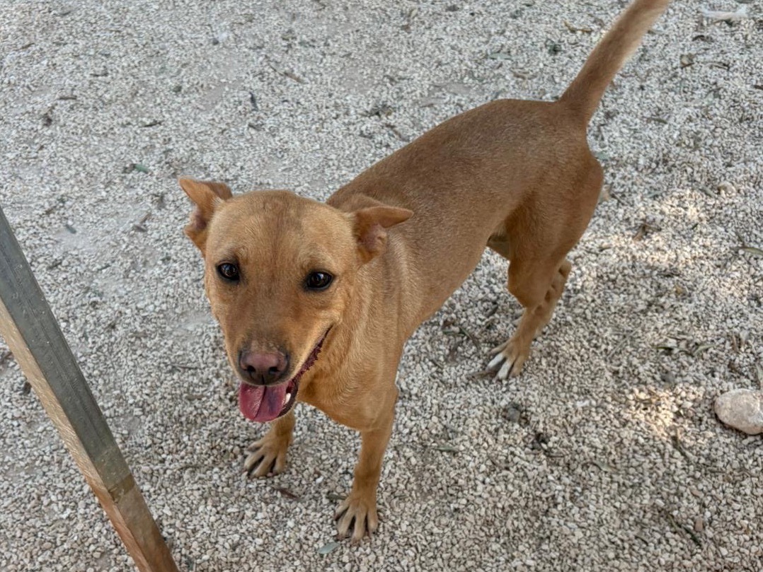 Adozione cane, maschio, Razza sconosciuta Razza sconosciuta, 3 anni e 3 mesi, taglia media contenuta, Taranto