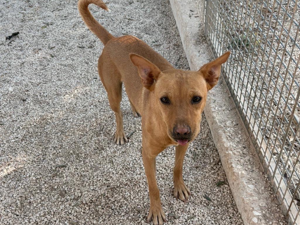 Adotta un cane, maschio, 3 anni e 3 mesi, Taranto