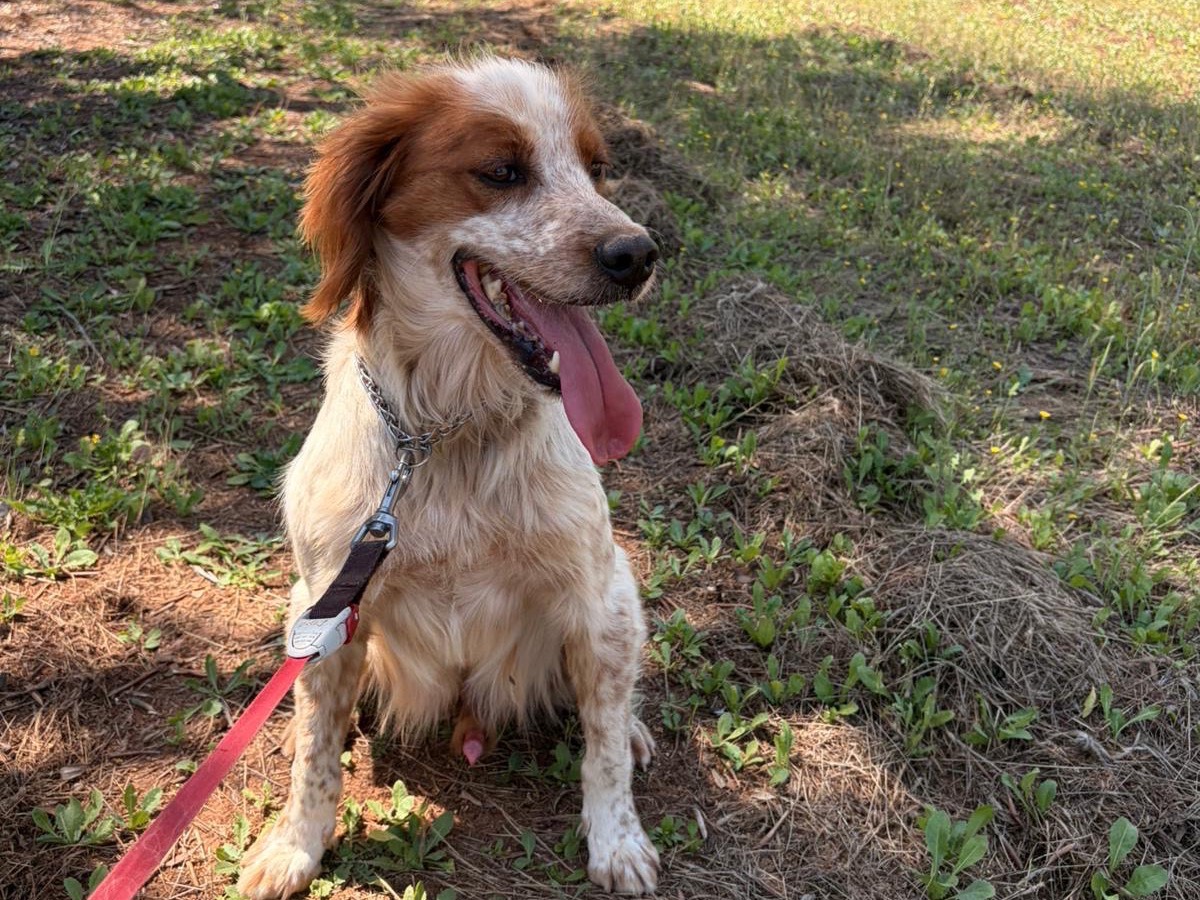 Adozione cane, maschio, Breton Razza sconosciuta, 3 anni e 11 mesi, taglia media contenuta, Taranto