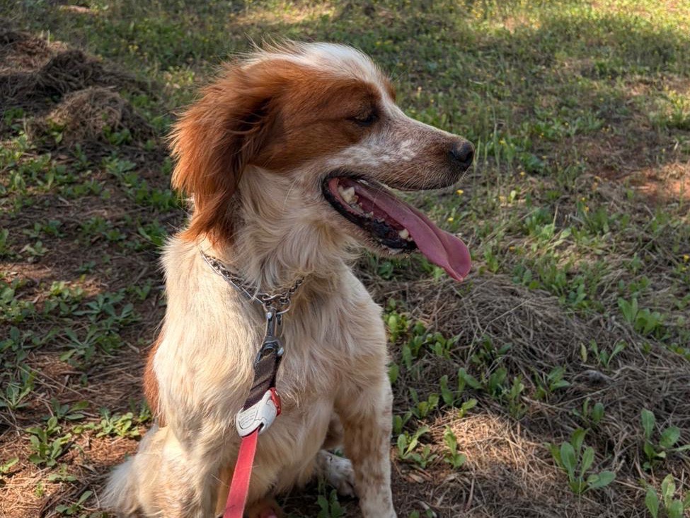 Adotta un cane, maschio, 3 anni e 11 mesi, Taranto