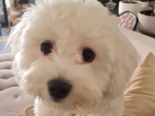 Adotta un cane, taglia piccola, maschio, Milano