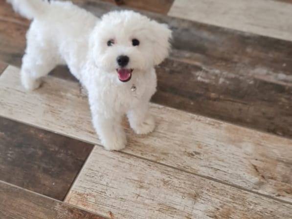 Adotta un cane, maschio, 1 anno, Milano