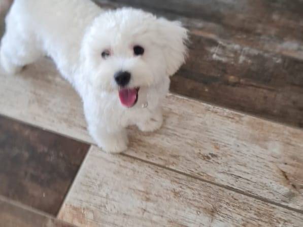 Vuoi adottare un cane a Milano?
