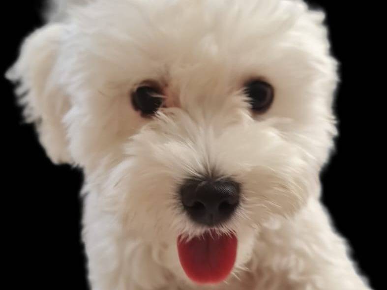 Adozione cane, maschio, Lagotto Razza sconosciuta, 1 anno, taglia piccola, Milano