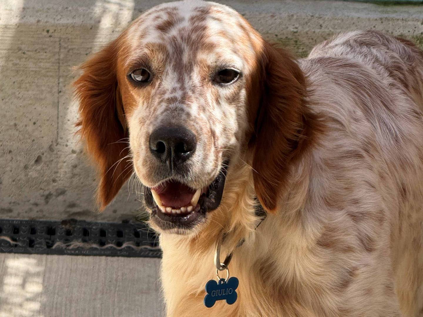 Adozione cane, maschio, Setter Inglese Razza sconosciuta, 4 anni e 5 mesi, taglia media, Milano