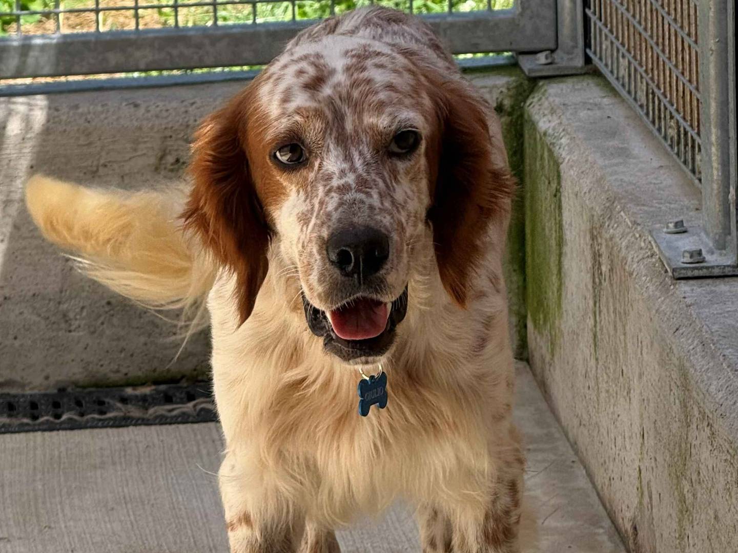 Adotta un cane, maschio, 4 anni e 5 mesi, Milano
