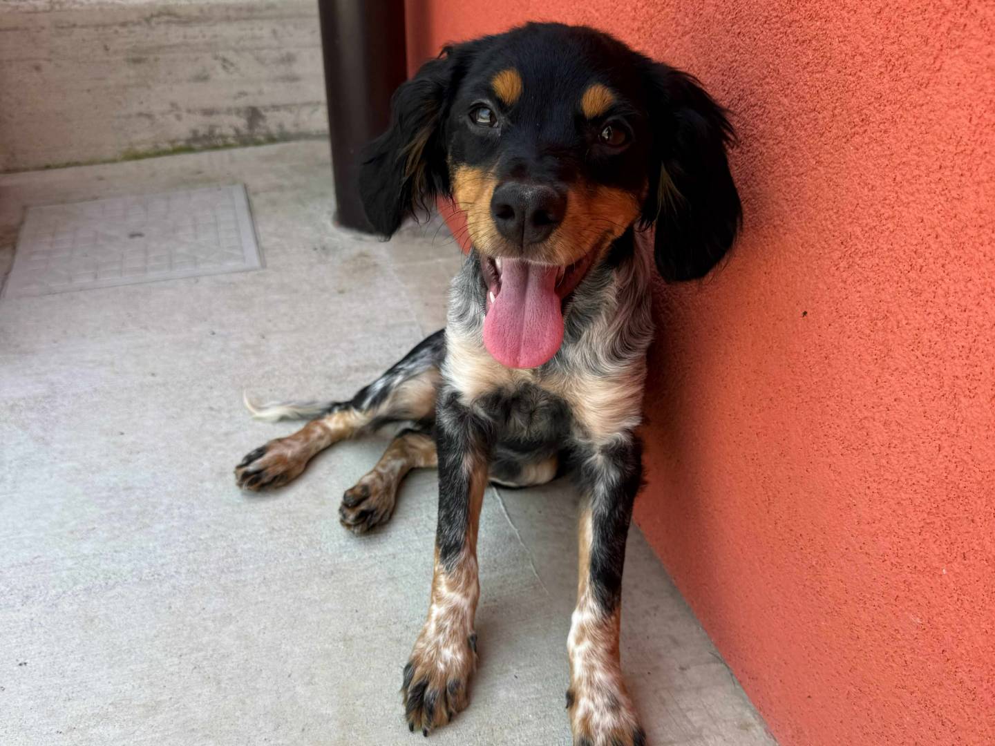 Adozione cane, femmina, Breton Razza sconosciuta, 3 mesi, taglia piccola, Milano