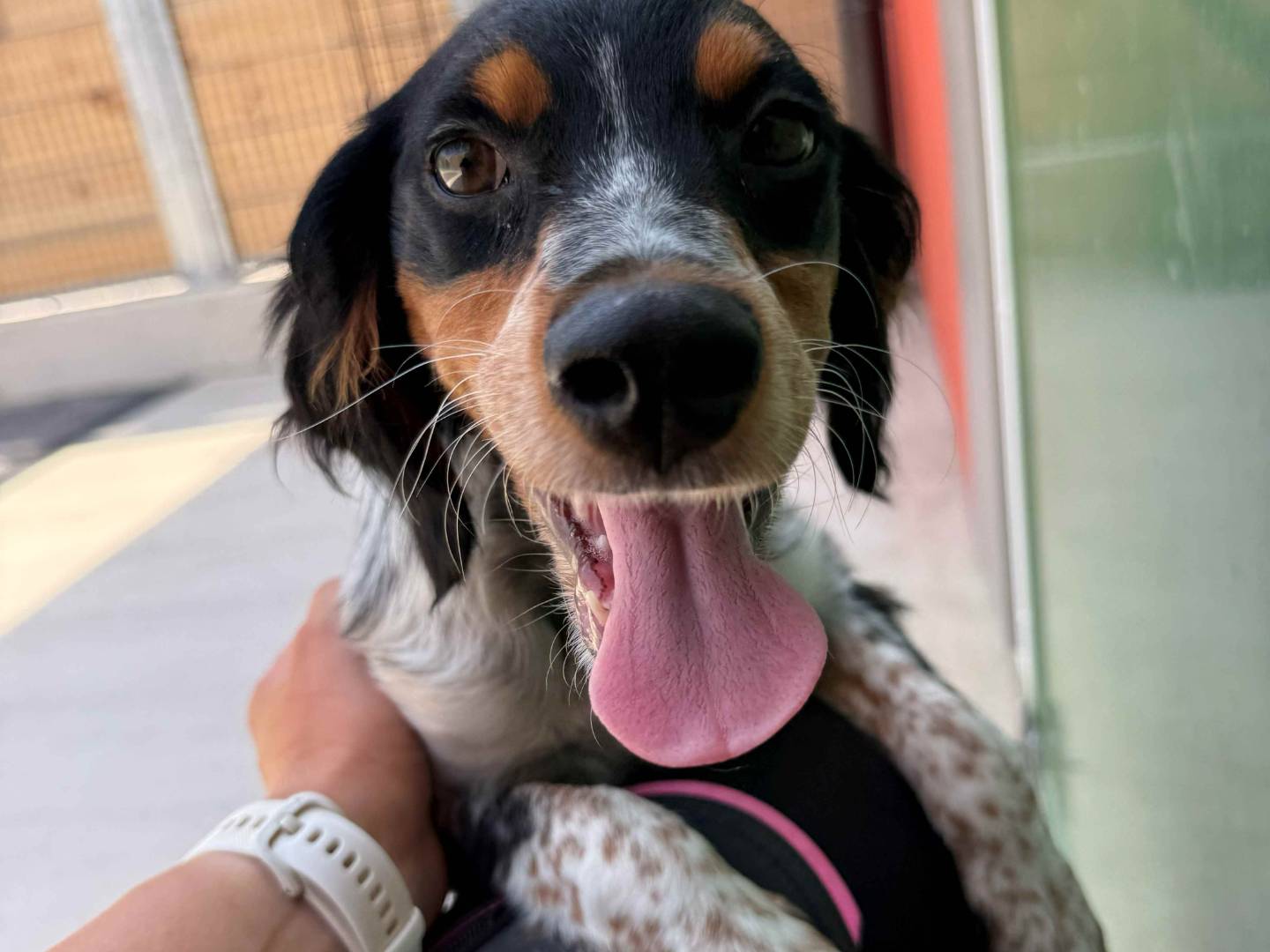 Adozione cane, maschio, Breton Razza sconosciuta, 3 mesi, taglia piccola, Milano