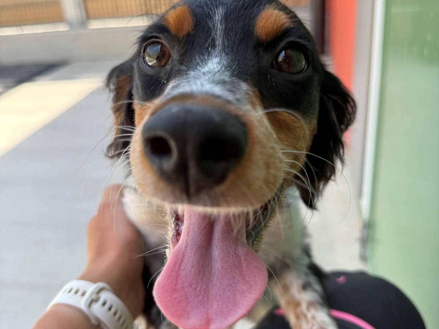 Adotta un cane, maschio, 3 mesi, Milano