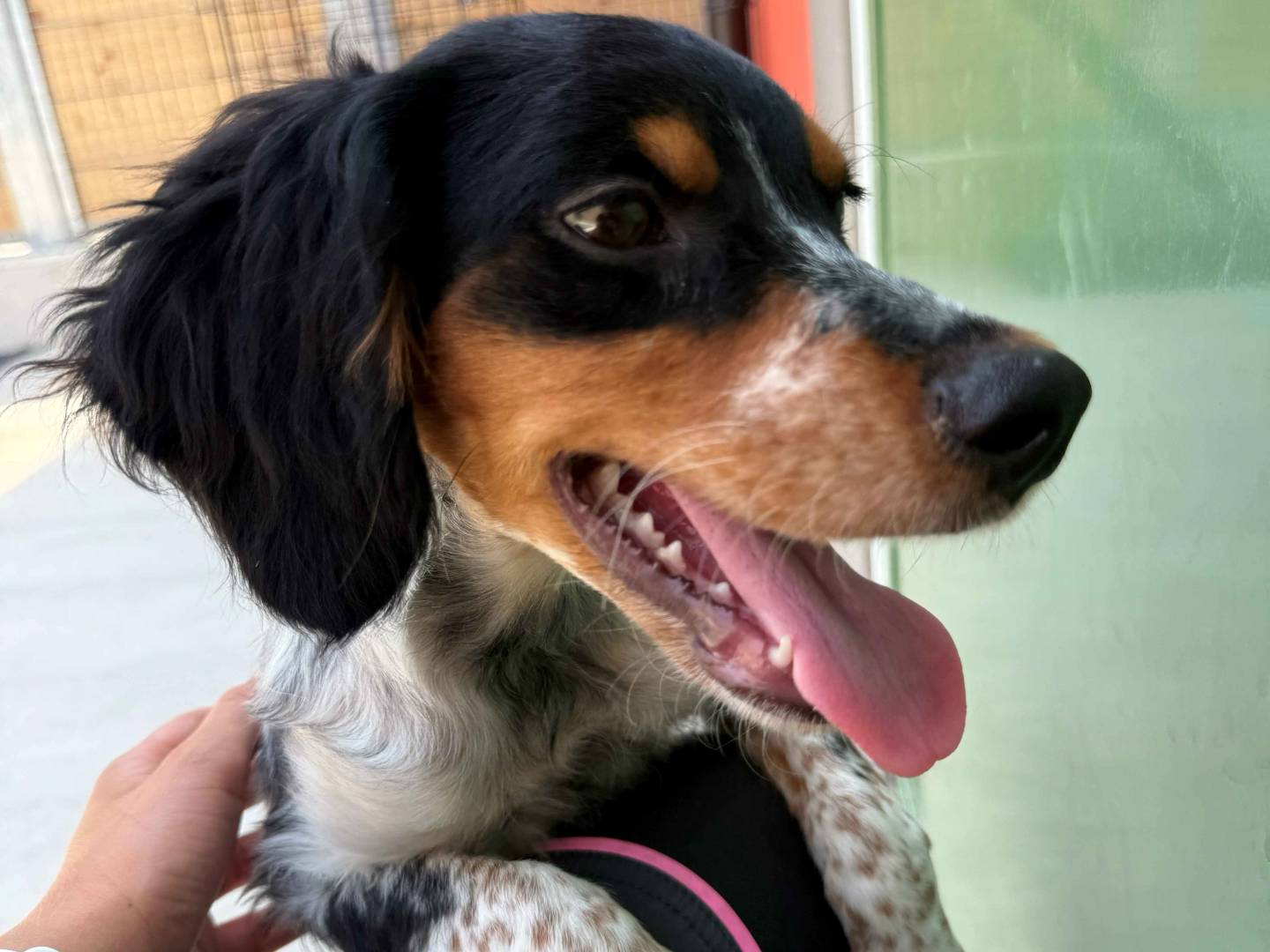 Adotta un cane, taglia piccola, maschio, Milano