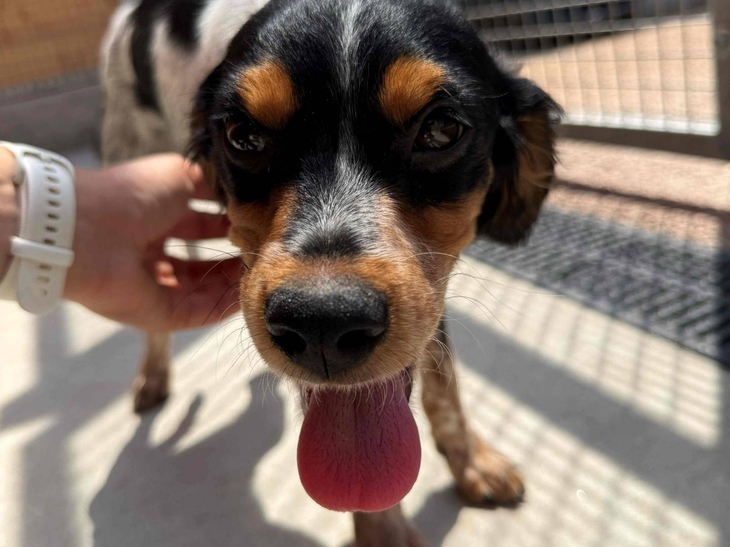 Adozione cane, maschio, Breton Razza sconosciuta, 3 mesi, taglia piccola, Milano