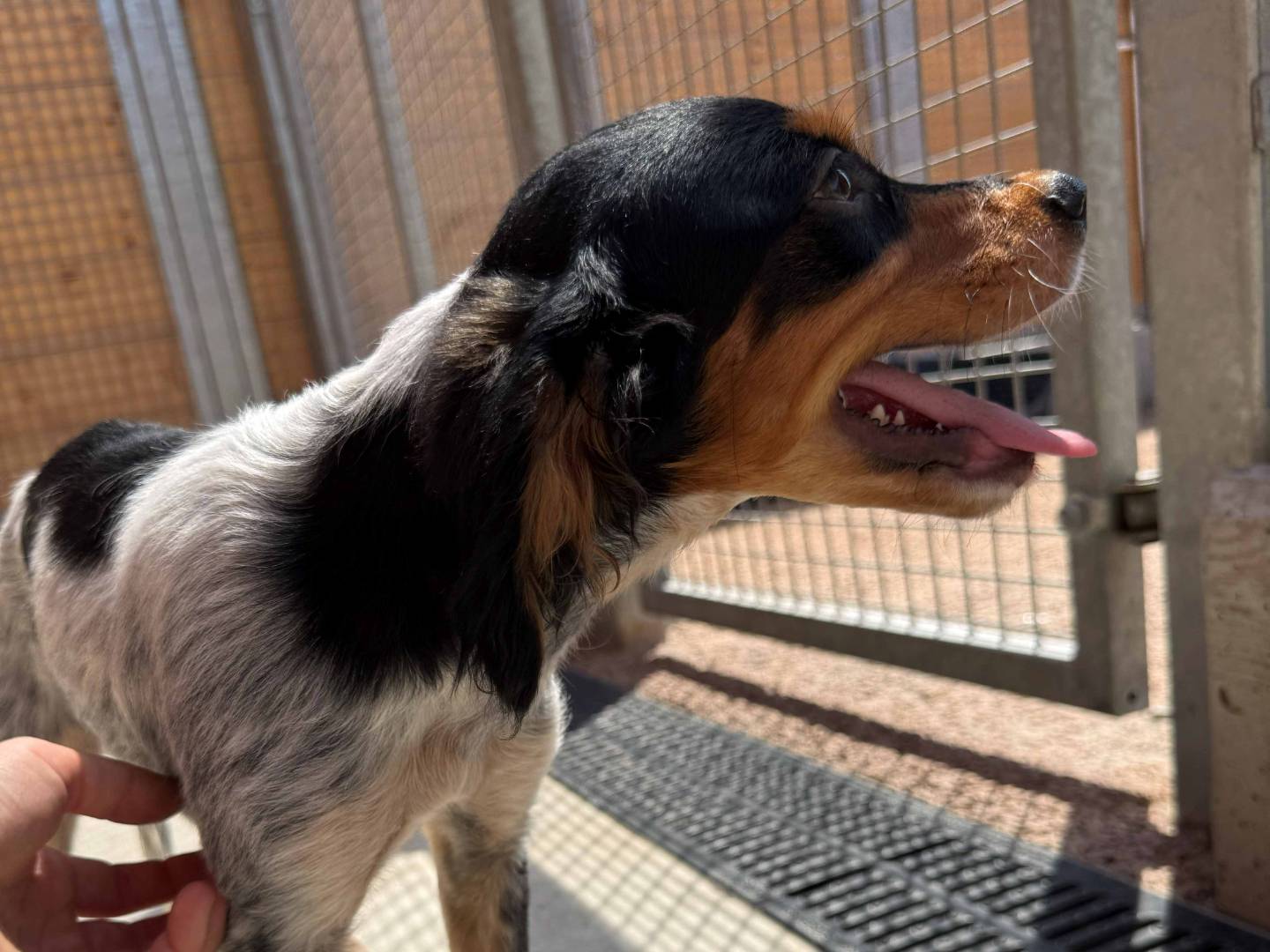 Adotta un cane, maschio, 3 mesi, Milano
