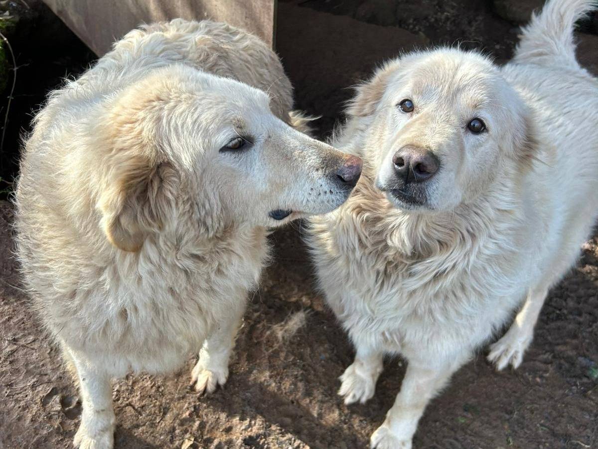 Vuoi adottare un cane a Catanzaro?