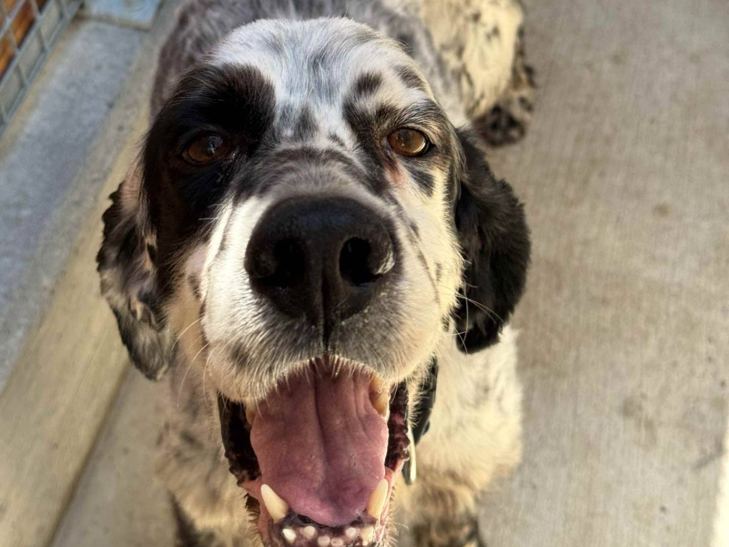 Adozione cane, maschio, Setter Inglese Razza sconosciuta, 9 anni e 3 mesi, taglia media, Milano