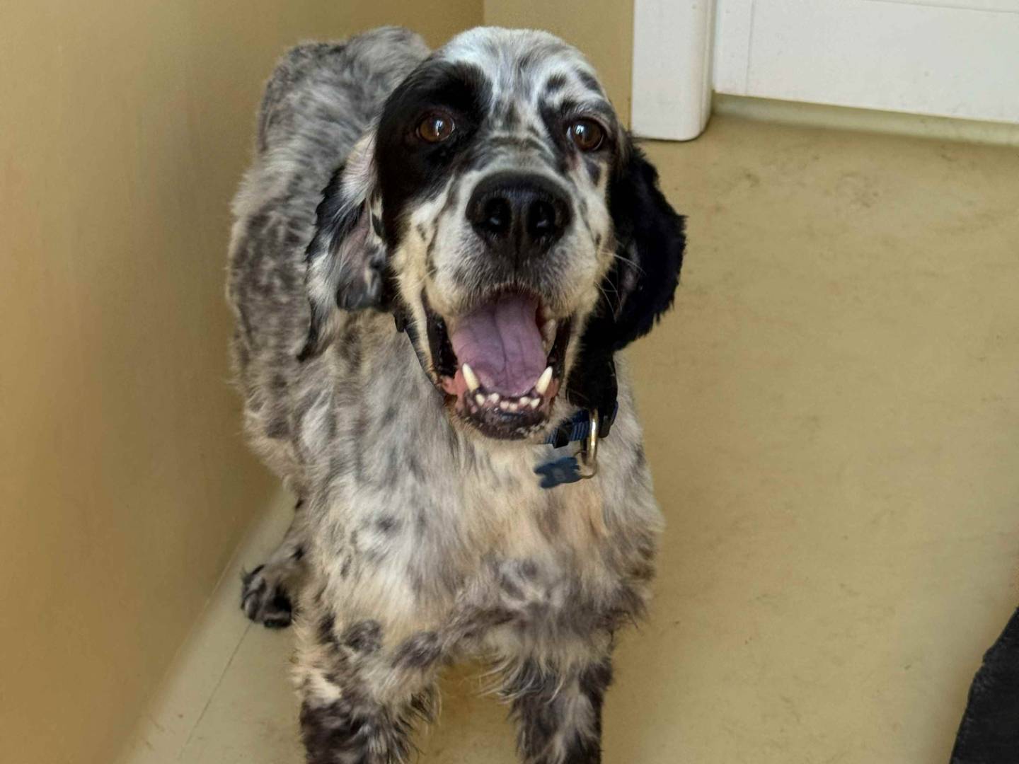 Adotta un cane, maschio, 9 anni e 3 mesi, Milano