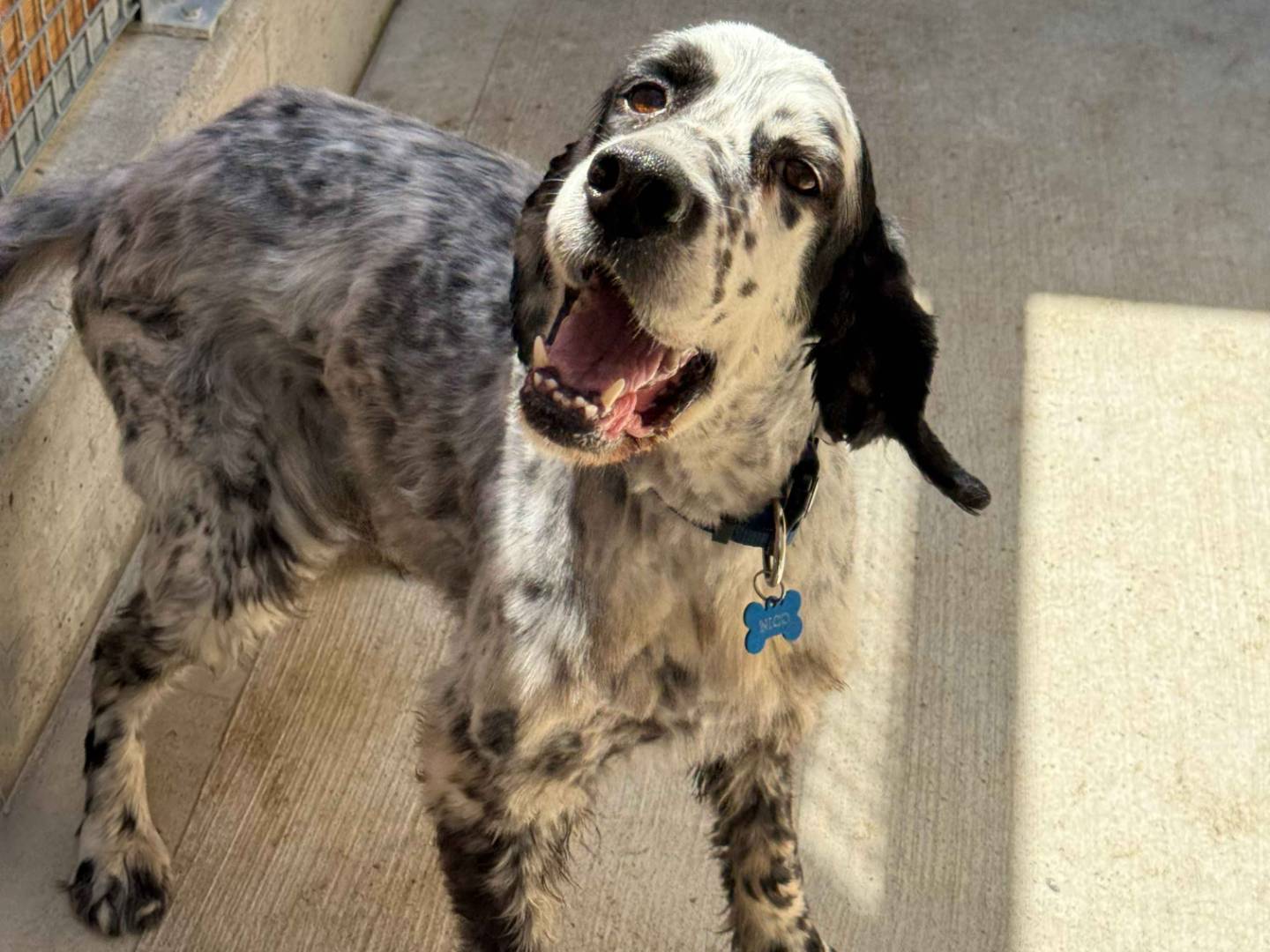 Adotta un cane, taglia media, maschio, Milano