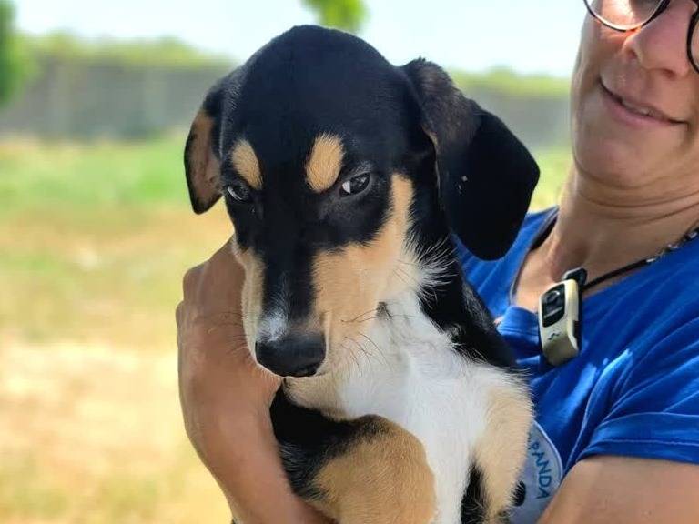 Adozione cane, maschio, Razza sconosciuta Razza sconosciuta, 3 mesi, taglia media, Padova