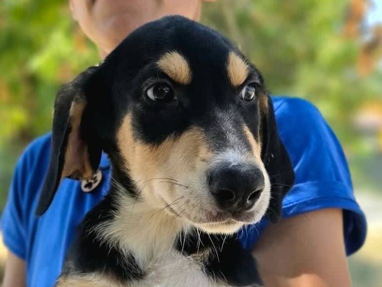 Adotta un cane, maschio, 3 mesi, Padova