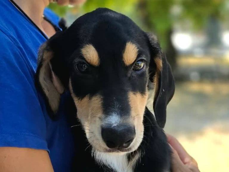 Adotta un cane, taglia media, maschio, Padova