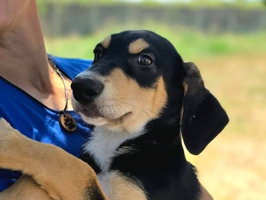Vuoi adottare un cane a Padova?