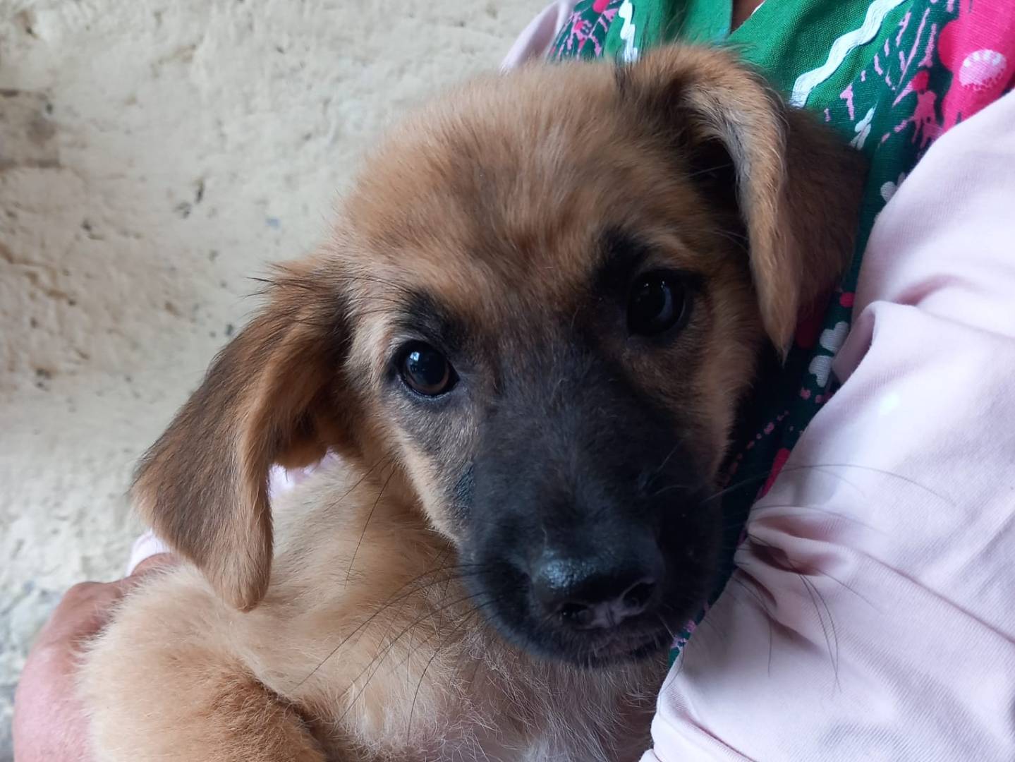 Adozione cane, femmina, Razza sconosciuta Razza sconosciuta, 3 mesi, taglia media contenuta, Caserta