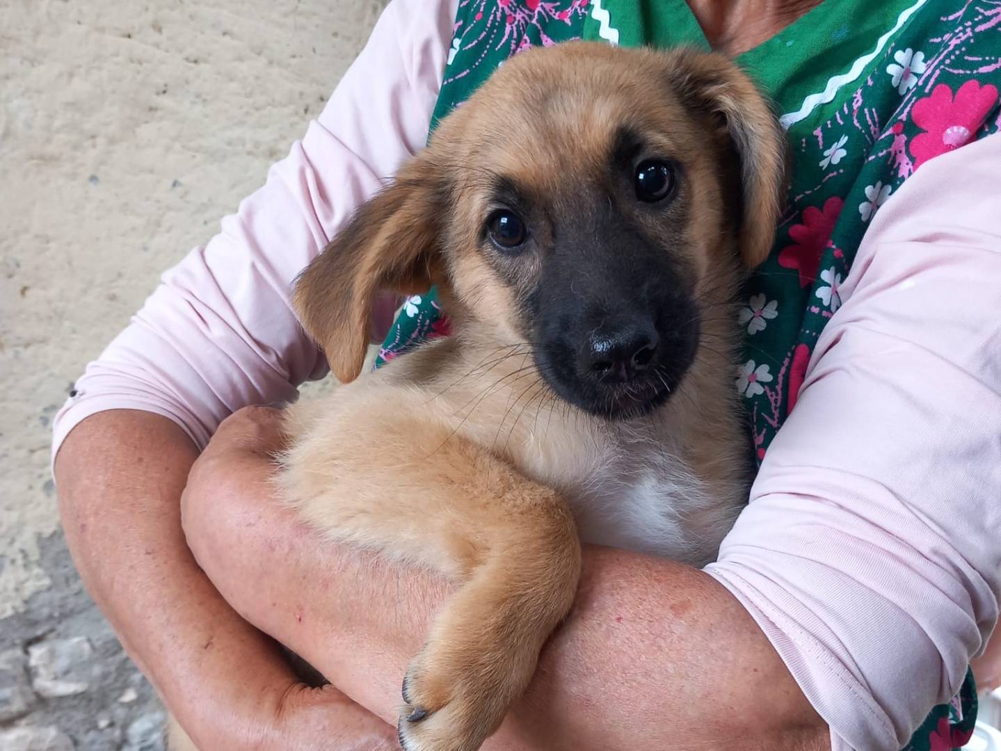 Adotta un cane, femmina, 3 mesi, Caserta