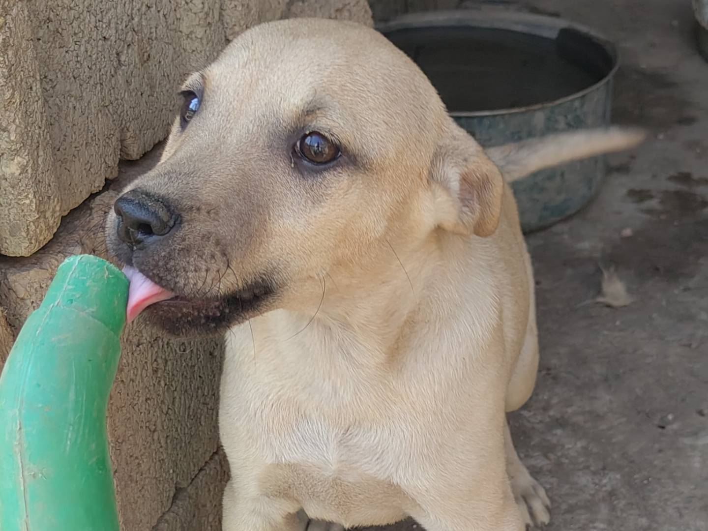 Adozione cane, maschio, Razza sconosciuta Razza sconosciuta, 3 mesi, taglia media, Avellino