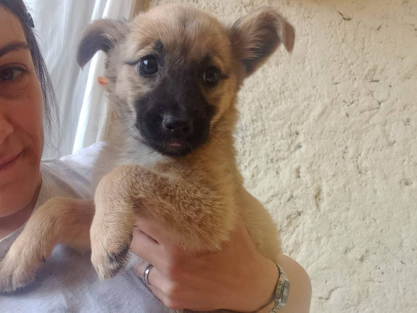 Adotta un cane, taglia media contenuta, femmina, Caserta