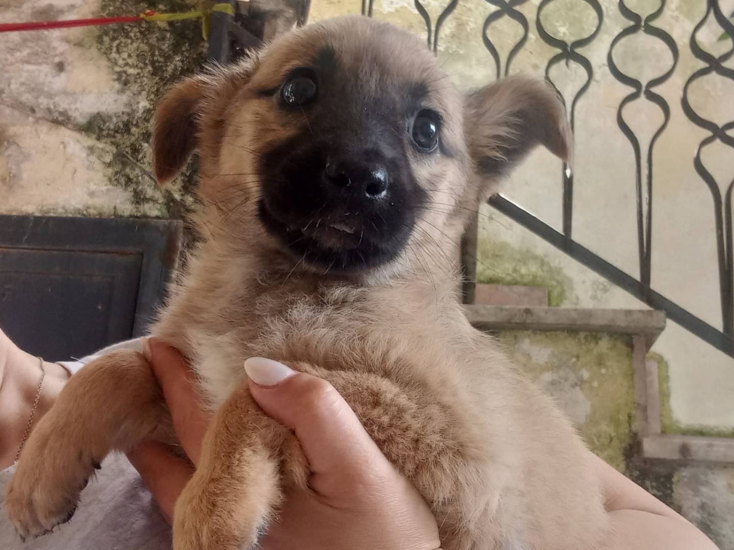 Vuoi adottare un cane a Caserta?