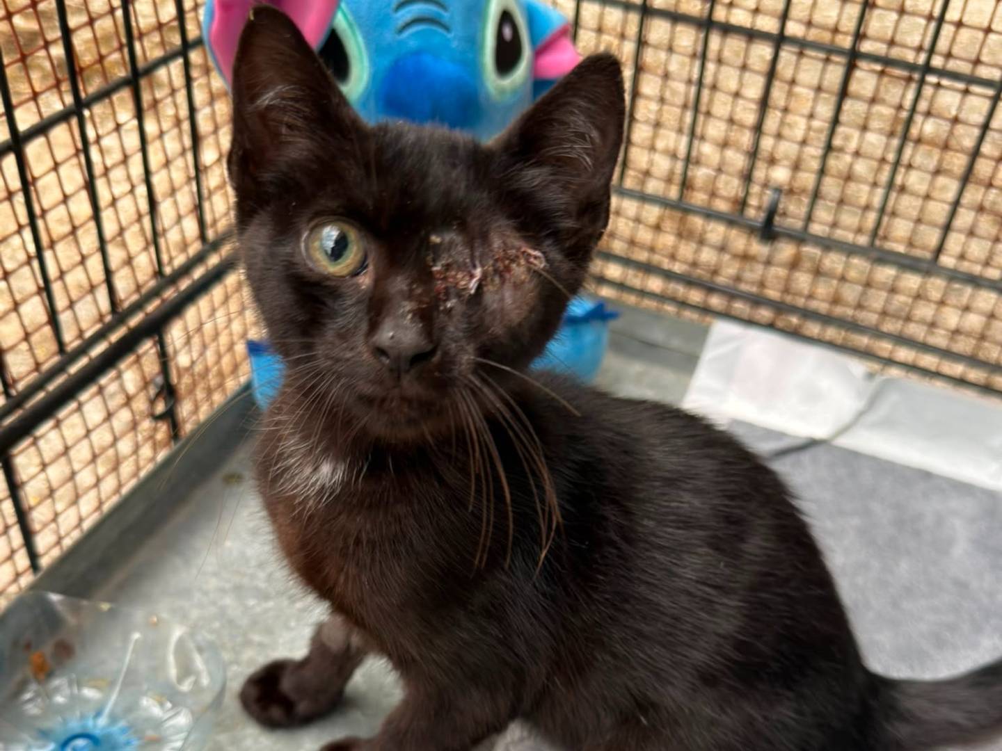 Adozione gatto, maschio, Razza sconosciuta Razza sconosciuta, 2 mesi, taglia non valida, Caserta