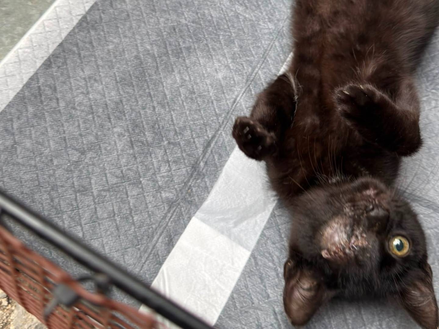 Adotta un gatto, maschio, 2 mesi, Caserta