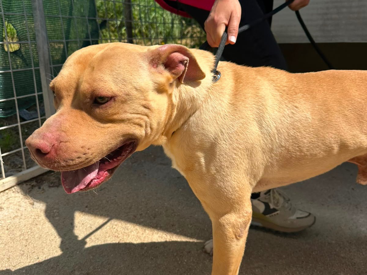 Adotta un cane, taglia grande, maschio, Teramo