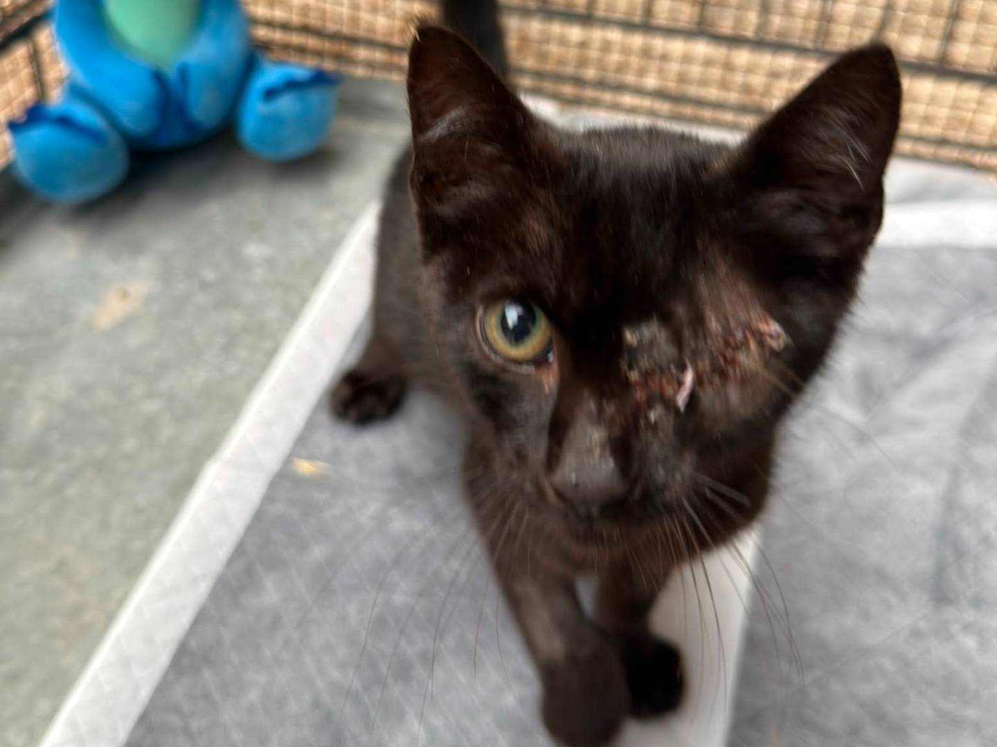 Adotta un gatto, taglia non valida, maschio, Caserta