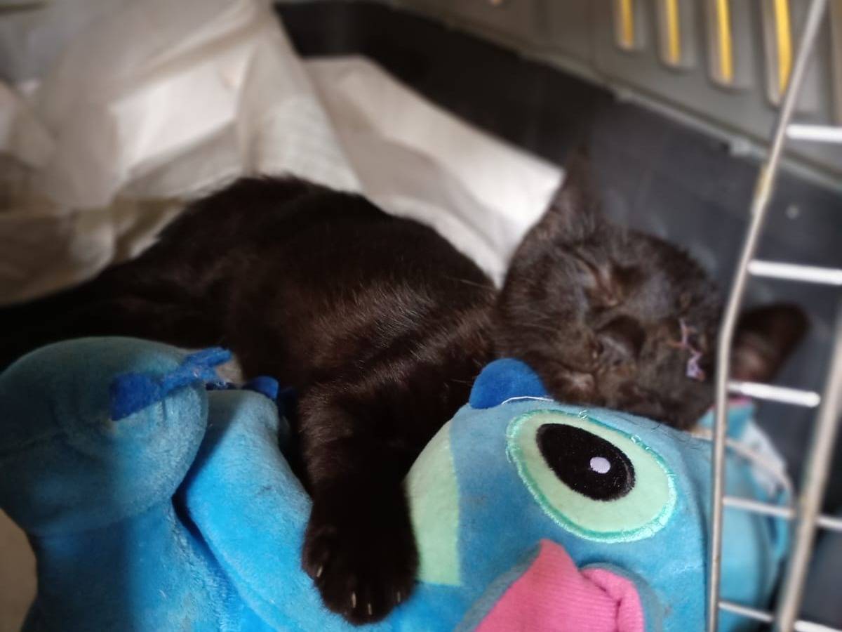 Vuoi adottare un gatto a Caserta?