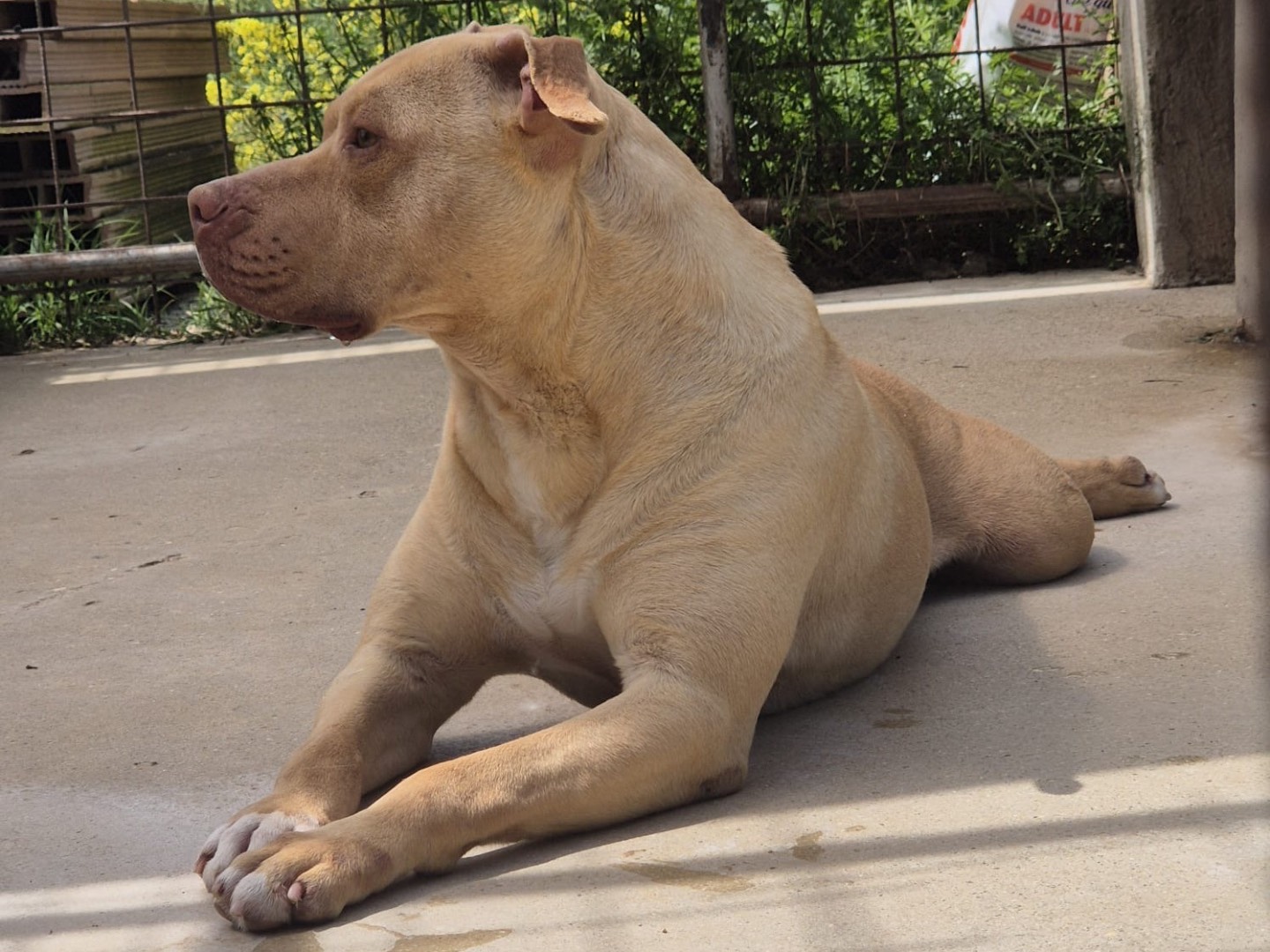 Adozione cane, maschio, Pitbull Razza sconosciuta, 2 anni e 11 mesi, taglia grande, Teramo